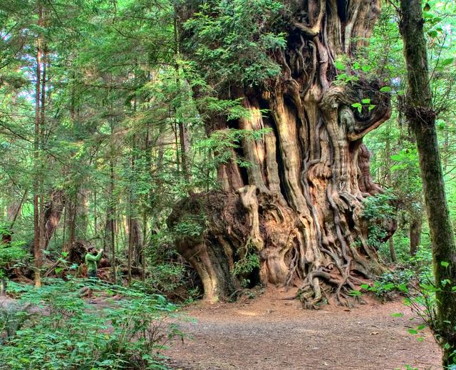 Kalaloch Redcedar